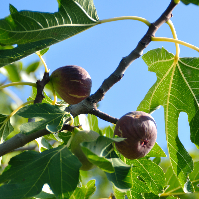 Chicago Hardy Fig Plant 4-8 Inc - Image 5