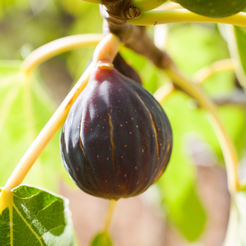 Chicago Hardy Fig Plant 4-8 Inc - Image 3