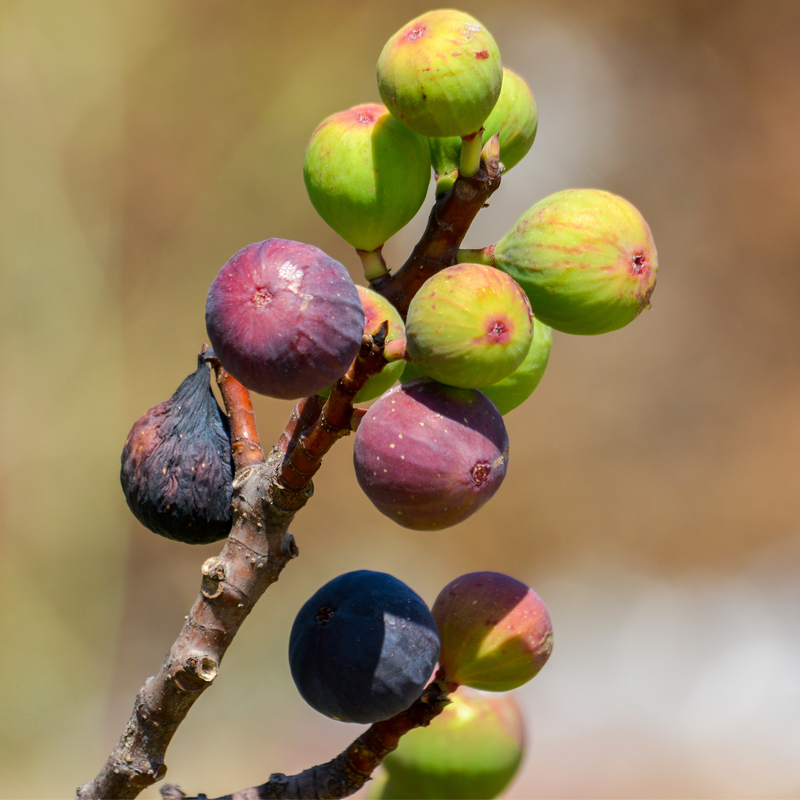 Chicago Hardy Fig Plant 4-8 Inc - Image 2