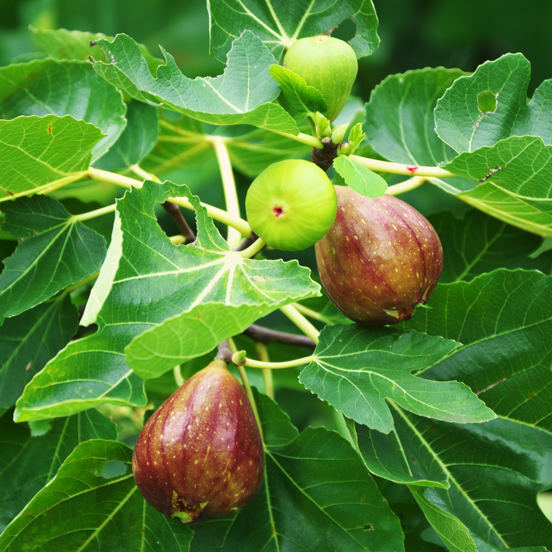 Brown Turkey Fig Plant 4-8 Inc - Image 3