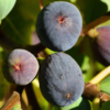 Black Mission Fig Plant 4-8 Inc