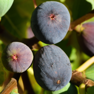 Black Mission Fig Plant 4-8 Inc