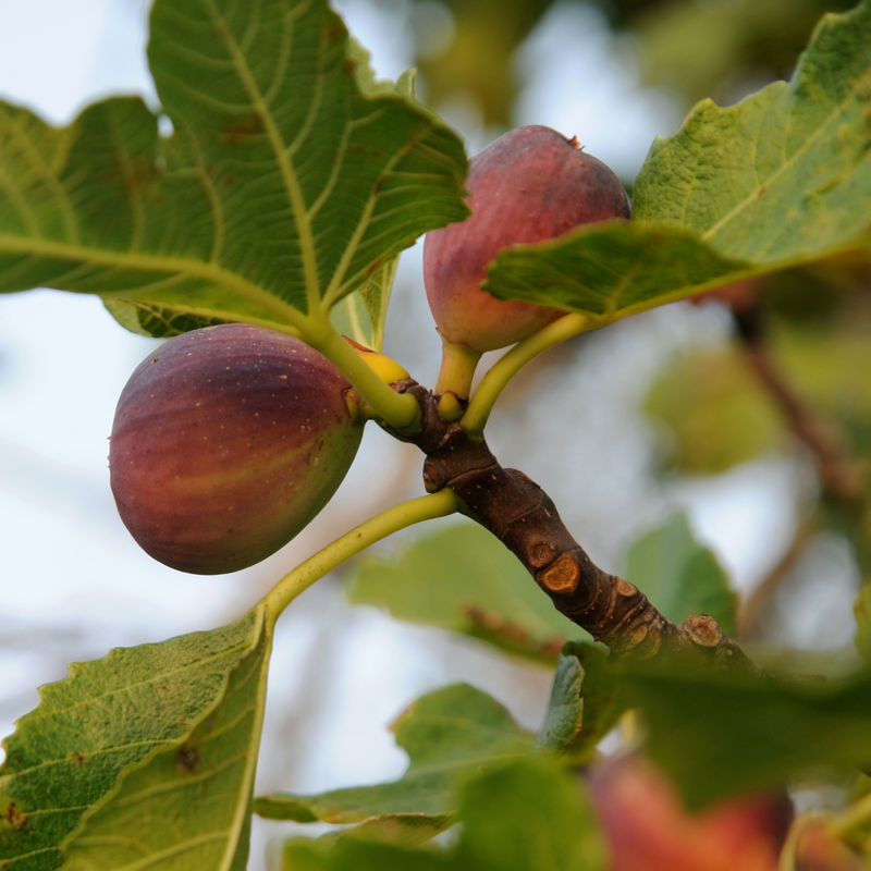 Celeste Fig Plant 4-8 Inc - Image 4