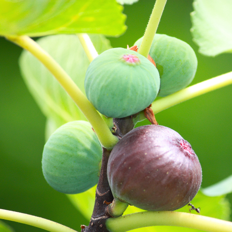 Celeste Fig Plant 4-8 Inc - Image 3