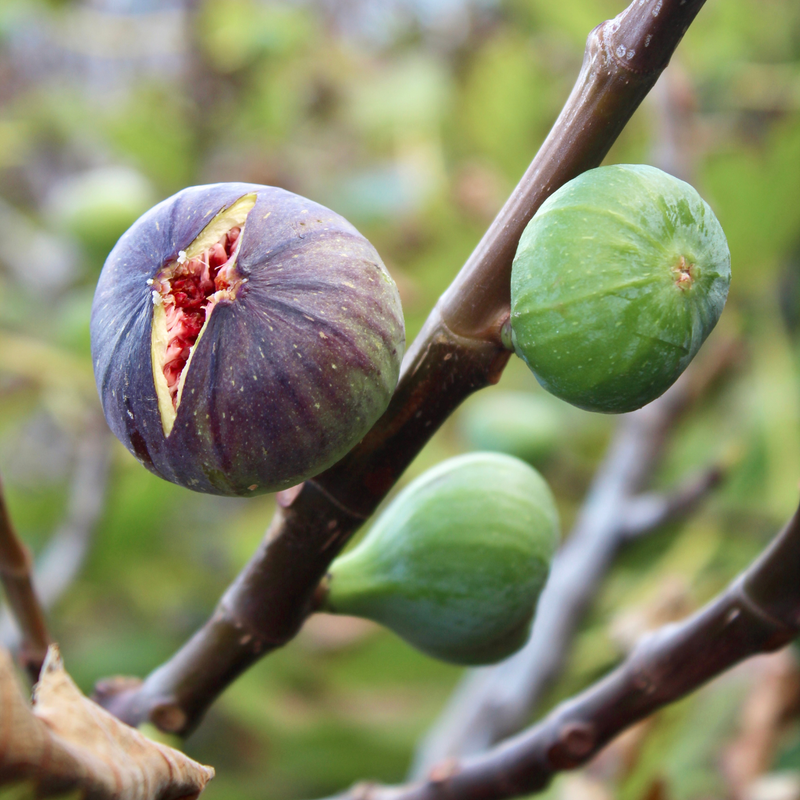Violette De Bordeaux Fig Plant 4-8 Inc - Image 4