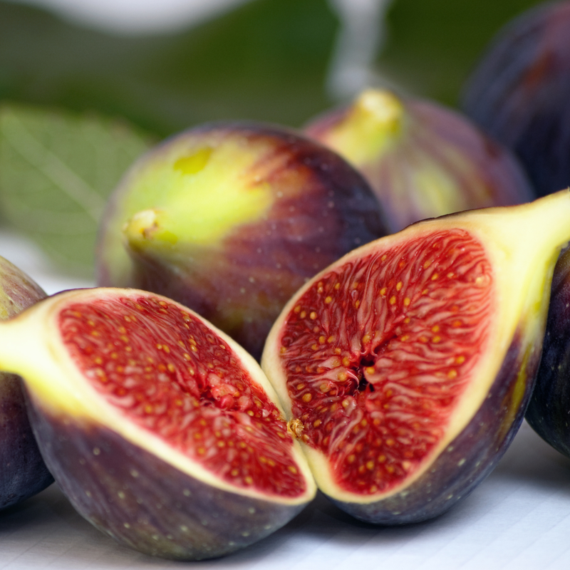 Violette De Bordeaux Fig Plant 4-8 Inc - Image 3