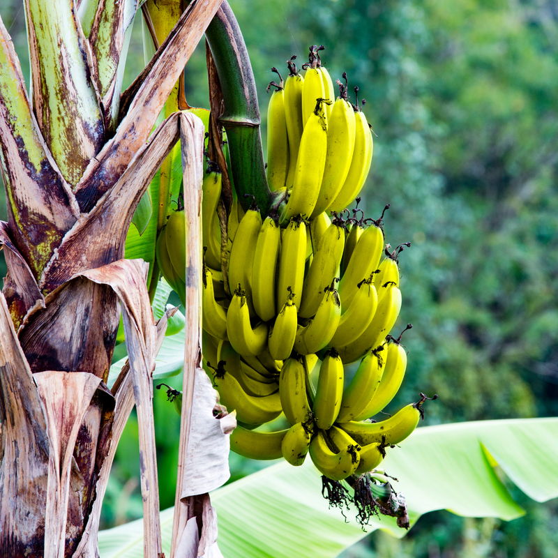 Pack 2 Banana Trees 4-8 Inc