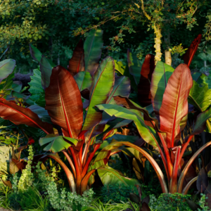 Alternative view of 2 Red Banana Plants 4-8 Inc