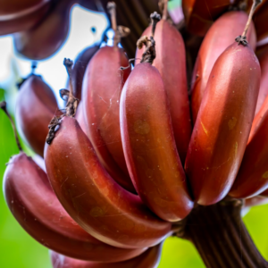 2 Red Banana Plants 4-8 Inc