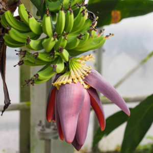 2 Dwarf Cavendish Banana Plants 4-8 Inc