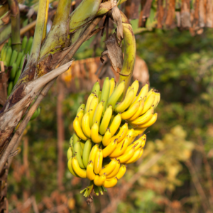 Banana Plant 4-8 Inc