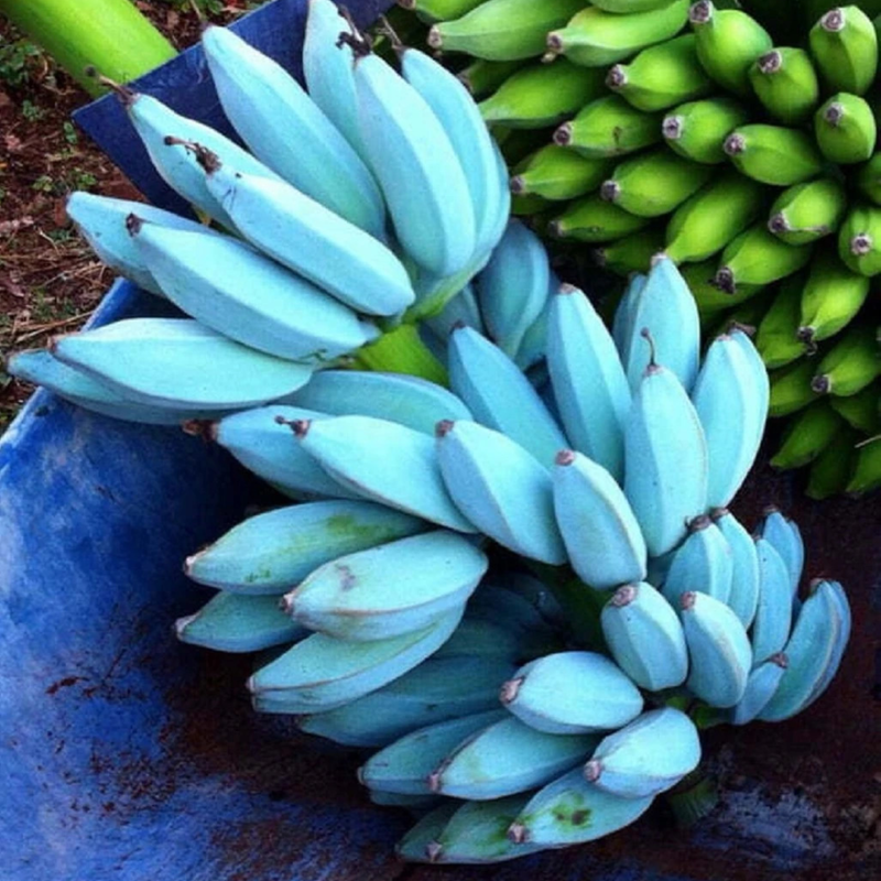 Blue Java Banana, Ice Cream Banana Tree 4-8 Inc - Image 4