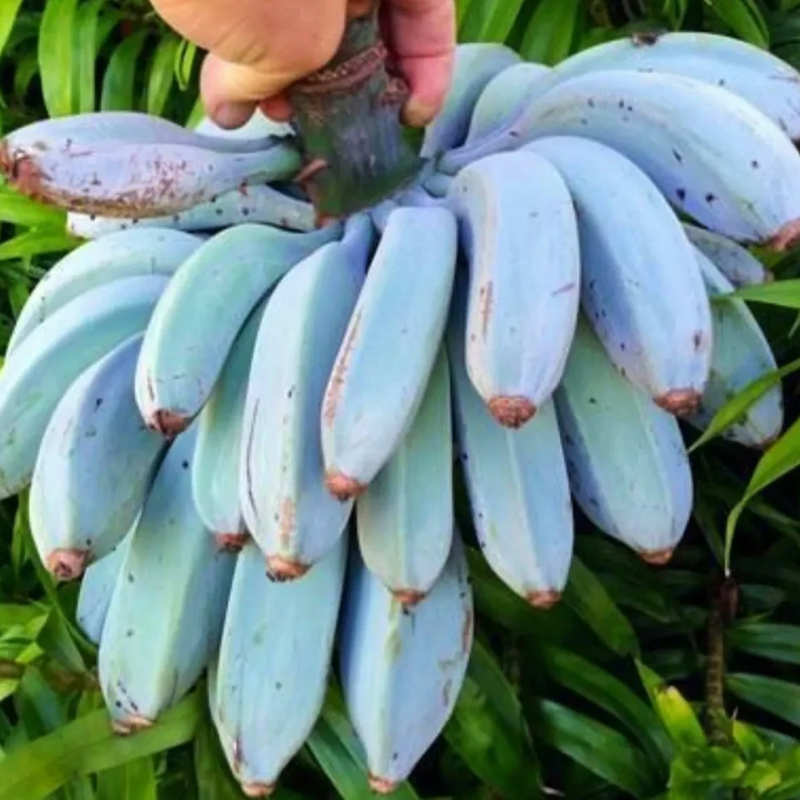 Blue Java Banana, Ice Cream Banana Tree 4-8 Inc - Image 3