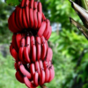 Red Banana Tree 4-8 Inc