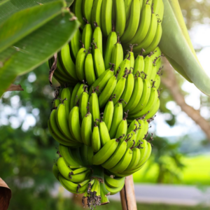 Alternative view of Grand Nain Banana Tree 4-8 Inc