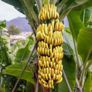 Grand Nain Banana Tree 4-8 Inc