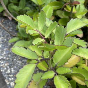 Alternative view of 3 Kalanchoe Pinnata Plants, Miracle Leaf of Life 4 Inc Pot