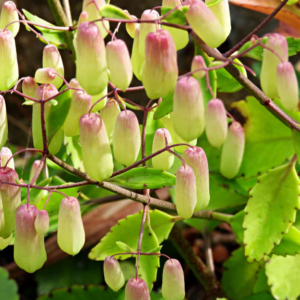Alternative view of 2 Kalanchoe Pinnata Plants, Miracle Leaf of Life 4 Inc Pot