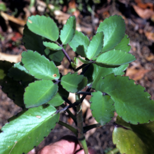 Alternative view of Kalanchoe Pinnata Plant, Miracle Leaf of Life 4 Inc Pot