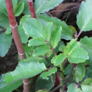 Kalanchoe Pinnata Plant, Miracle Leaf of Life 4 Inc Pot