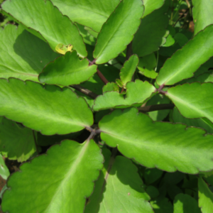 Kalanchoe Pinnata Plant, Miracle Leaf of Life 4 Inc Pot