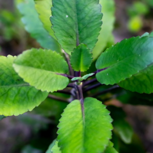 Kalanchoe Pinnata Plant, Miracle Leaf of Life 4 Inc Pot