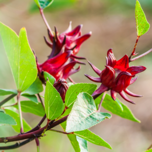 Alternative view of 4 Sorrel Roselle Hibiscus, Jamaica Red Roselle Hibiscus 4 Inc Pot