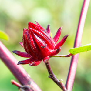 Alternative view of 3 Sorrel Roselle Hibiscus, Jamaica Red Roselle Hibiscus 4 Inc Pot