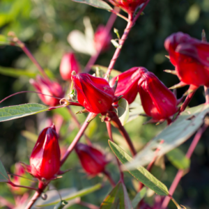 3 Sorrel Roselle Hibiscus, Jamaica Red Roselle Hibiscus 4 Inc Pot