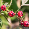2 Sorrel Roselle Hibiscus, Jamaica Red Roselle Hibiscus Plant 4 Inc Pot