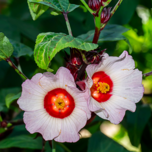 Alternative view of 2 Sorrel Roselle Hibiscus Plants, Jamaica Red Roselle Hibiscus 4 Inc Pot