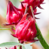 2 Sorrel Roselle Hibiscus Plants, Jamaica Red Roselle Hibiscus 4 Inc Pot