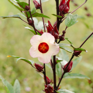 Alternative view of 3 Sorrel Roselle Hibiscus Plants, Jamaica Red Roselle Hibiscus 4 Inc Pot