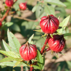 Alternative view of Sorrel Roselle Hibiscus Plant Jamaica In 4" Pot, 6-12 Inc Tall