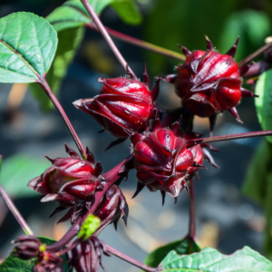 Alternative view of Red Roselle Hibiscus, Sorrel Jamaica Plant In 4" Pot