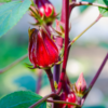 Red Roselle Hibiscus Plant Live, Sorrel Jamaica In 4" Pot