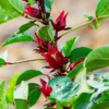 Red Roselle Hibiscus Plant, Sorrel Jamaica In 4" Pot