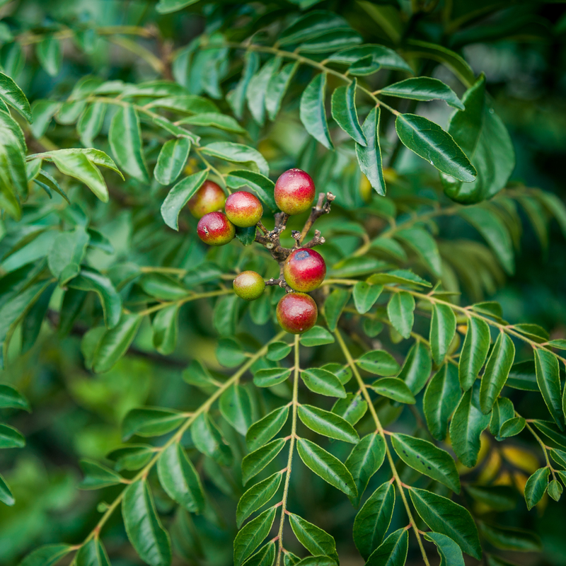 2 Curry Leaf Plants Live 5-9 Inc, 4 Inc Pot (Murraya Koenigii) - Image 6