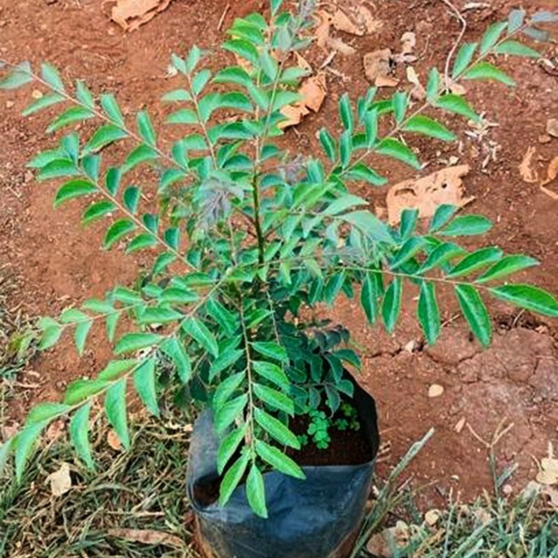 2 Curry Leaf Plants Live 5-9 Inc, 4 Inc Pot (Murraya Koenigii) - Image 4