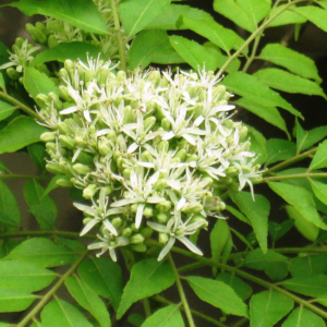 Alternative view of 2 Curry Leaf Plants Live 5-9 Inc, 4 Inc Pot (Murraya Koenigii)