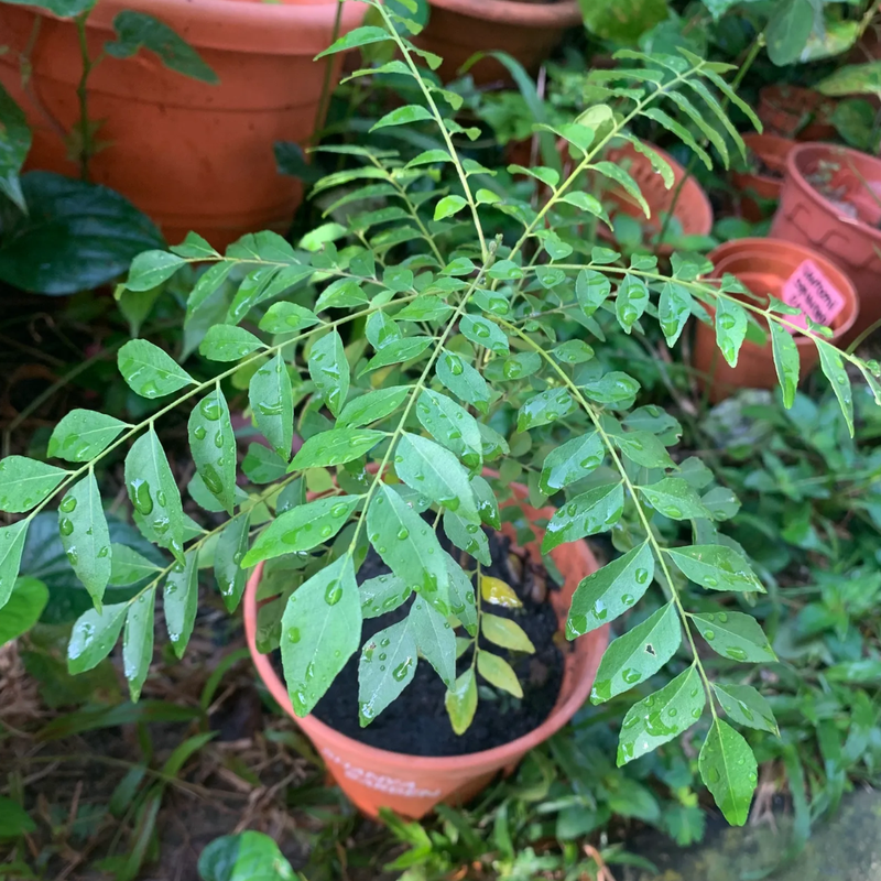 2 Curry Leaf Plants Live 5-9 Inc, 4 Inc Pot (Murraya Koenigii)