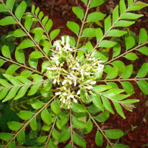 Alternative view of Curry Leaf Plant 5-9 Inc, 4 Inc Pot (Murraya Koenigii)