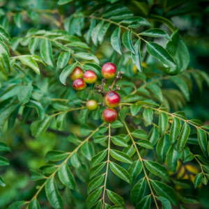 Alternative view of Curry Leaf Plant Live 5-9 Inc, 4 Inc Pot (Murraya Koenigii)
