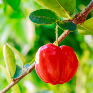 Alternative view of 2 Barbados Cherry Trees Live Plants Acerola 1 Feet