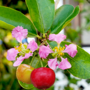 Alternative view of 2 Barbados Cherry Trees Live Plants Acerola 5-8 Inch