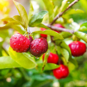 2 Barbados Cherry Trees Live Plants Acerola 5-8 Inch