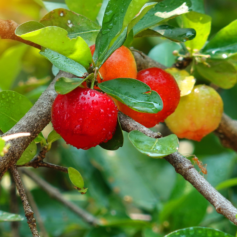 2 Dwarf Barbados Cherry Trees Live Plants Acerola 8 Inch - Image 2