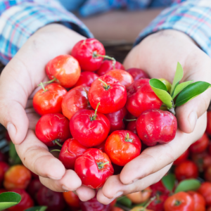 Alternative view of Barbados Cherry Tree Live Plant Acerola 1 Feet