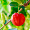 Barbados Cherry Tree Live Plant Acerola 1 Feet