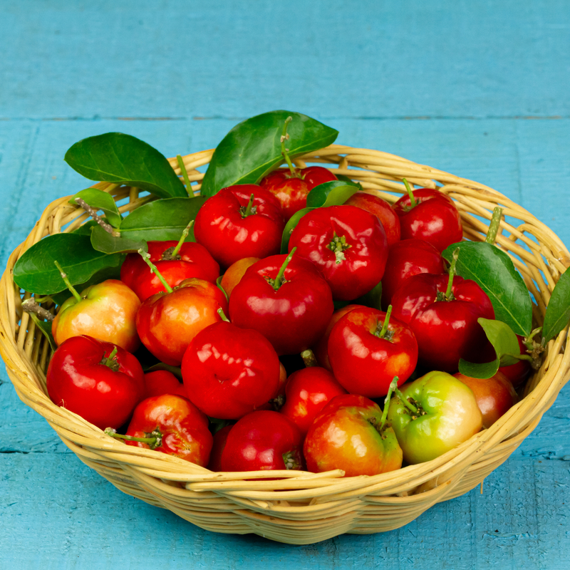 Dwarf Barbados Cherry Tree Live Plant Acerola 8 Inch - Image 3